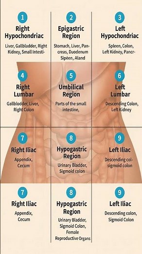 Quadrants and regions of abdomen, for nursing students #quadrants #region #abdomen #nursing #shorts