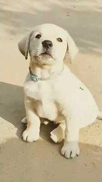 for pets lovers 🐶🐶#pets #petlover #pet #petlovers #dogshorts #dog please subscribe 💖✌️😍