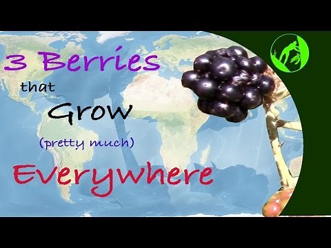 3 Wild Berries that Grow Pretty Much Everywhere