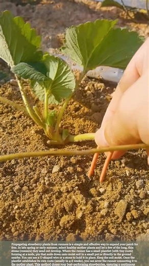 How to Propagate Strawberries from Runners for More Plants #relaxing #satisfying #farming