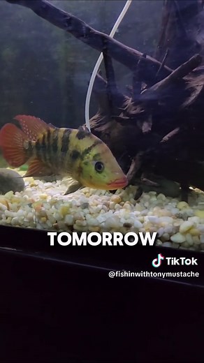 Red Terror Fish Plan to Kill Moby