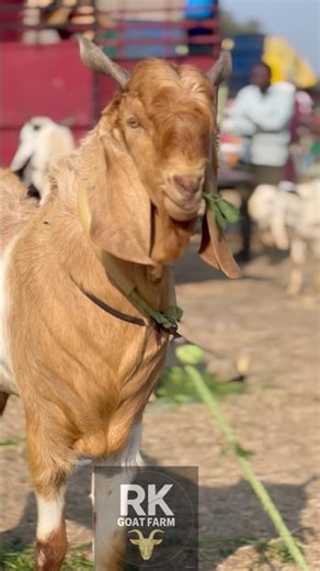 India's Finest: The Royal Malwa Breed 👑 | मालवा का सबसे शानदार बकरा #NationalBakra