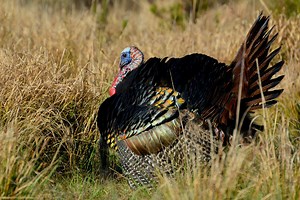 What You Need to Know Before Public Land Turkey Hunting - Florida Sportsman