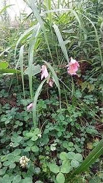 美空ひばり【愛燦燦】