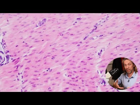 Histology of smooth muscle
