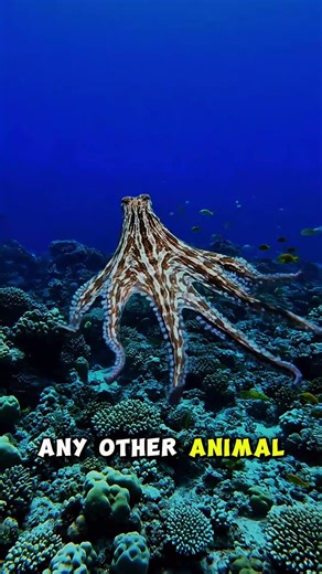 This animal solves problems it can’t escape from