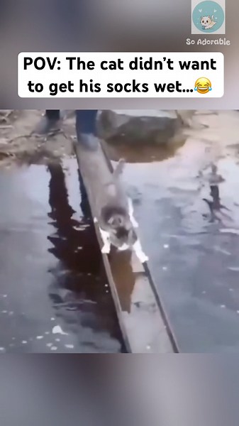 Cat didn’t want to get wet 🤣 #cat