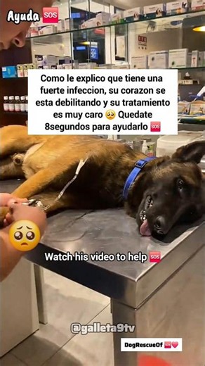 Ayuda 🆘 Perrito con infección