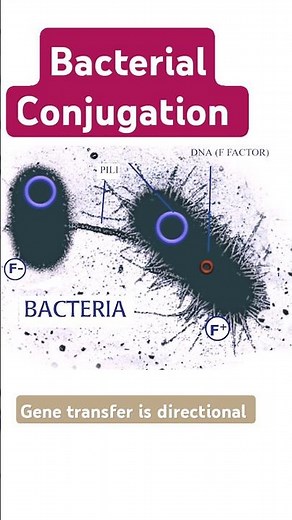 Bacterial Conjugation #bacterialgenetics #bacteria #conjugation #dna