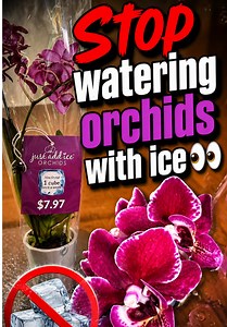 That ‘just add ice’ tag? Yeah… no. Orchids are tropical plants—they need airflow and proper watering, not frozen roots. This is why so many people think they’re hard to keep alive. Have you been doing this? #orchidcare #orchidrescue #plantlover #phalaenopsisorchid