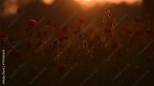 Poppy buds and flowers in the morning fog and dew at sunrise in an ecological field near the forest