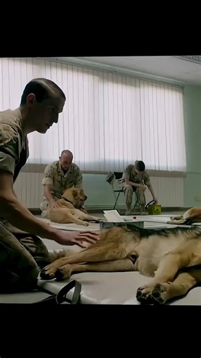 Understanding Dog Behavior and Training Basics