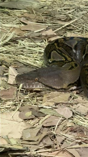 This Snake Can Eat a Human 😳 | Reticulated Python Facts