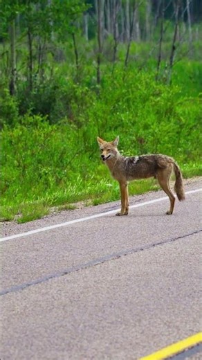 How Coyotes Conquered the Concrete Jungle! 🐺🏙️