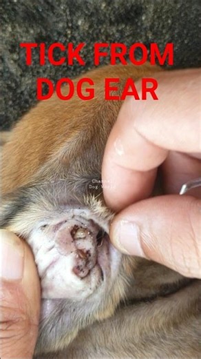 Remove Tick From Dog Ear 😰