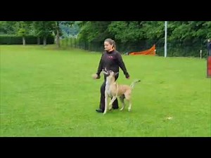 Baxus IGP2 Obedience