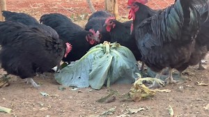 CHICKEN BREEDING SERIES 🪐Understanding Chicken Genetics 🐓🔬 Hey everyone! 👋 In our last post, we introduced the basics of chicken breeding. 🐓 Now, we're going to dive into the fascinating world of chicken genetics! 🔬 ⚜️Genetics 101_📚 -Genetics is the study of how traits are inherited from one generation to the next. 🐓 - In chickens, genetics play a crucial role in determining characteristics like feather color, egg production, and temperament. 🥚 🔑Key Genetic Concepts🔑 Here are some key