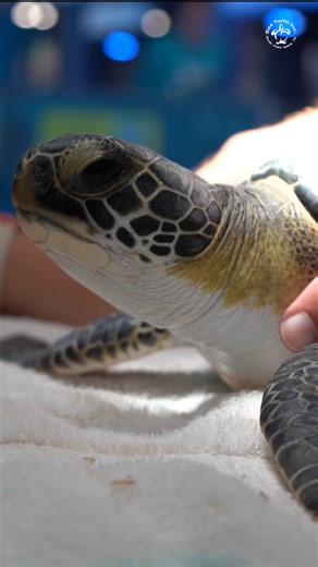 Heart arrived with a hook lodged in the mouth and is now making great progress in recovery. Our sea turtle friend is healing wonderfully! | Sea Turtle, Inc