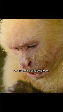 White-faced capuchin monkey using tools #video #wildlife #animals