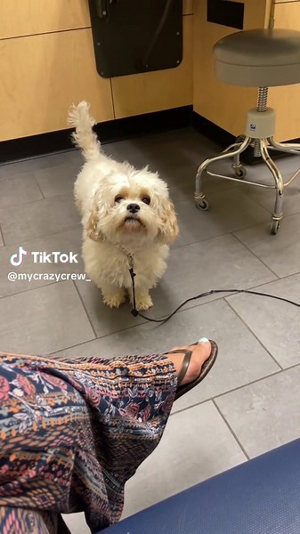 PetSmart Grooming Experience Gone Wrong