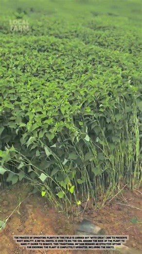 How to Harvest Vegetables Faster and Cleaner Using This Smart Shovel