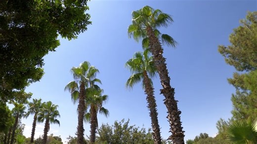 Free video - Palm, Trees, Green, Nature