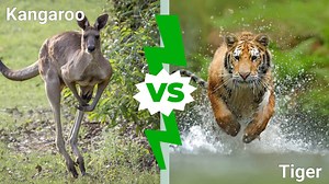 Epic Battles: Does a Kangaroo Stand a Chance Against a Tiger in a Fight?
