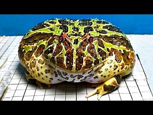 Giant Pacman Frog in the World - Frog Eat, American bullfrog feeding!