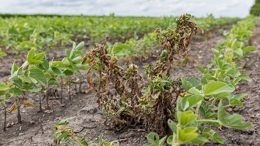 EPA Greenlights Over-the-Top Dicamba Use Through 2027