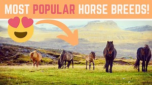 🐴Meet 10 AMAZING Horse Breeds! These are the Most popular horse breeds on DiscoverTheHorse so far! Horses are amazing animals and there are so many beautiful breeds around the world. Did you know there are hundreds of different breeds?! In this video you will meet beautiful horses, world champions, gaited horses, amazing stallions, as well as rare and unique breeds!📽️ A Huge Shoutout and Thank You to All of my Amazing Quest Horses and Their Owners!!💞 Jennifer's Mountain Horse Farm, Metro Nash
