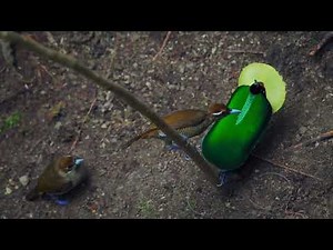 Birds Dancing in Perfect Rhythm!