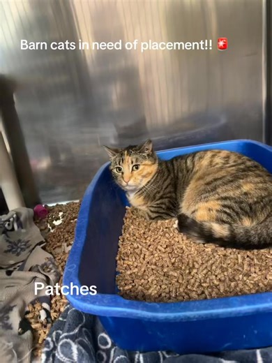 Barn & Community Cats Available at AHS South 🐾🌾 Here at AHS South, we have many deserving barn/community cats in need of placement! These cats are not suited for indoor homes — many are undersocialized or prefer limited human interaction — but they thrive in outdoor environments where they can live safely while doing what they do best. For just $50, you can adopt a 24/7 employee who will naturally help deter rodents around: • Farms • Barns & stables • Warehouses • Nurseries & garden centers • 