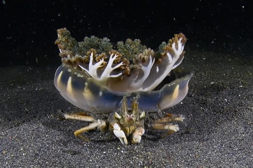 Diver stunned after spotting crab using jellyfish as a shield in Bali