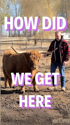 13K views · 965 reactions | Exciting news on the farm!  In this...