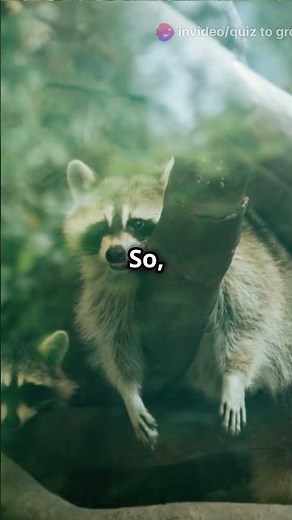 Raccoon vs Badger: Battle of Opportunist Predators||QuiztoGrow#RaccoonVsBadger#OpportunistPredators