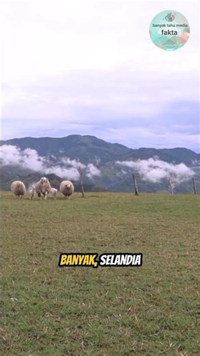 Rasio Menakjubkan di Negeri Kiwi! #faktaunik #banyaktahu