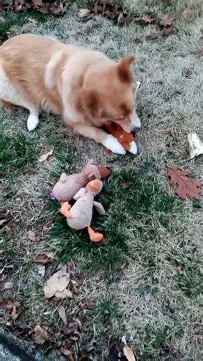 Max2 and squeaky toy family. Just a reminder that I do not maintain a waiting list for competition rimfire ammunition. Doing so requires too much time and effort on my part. The best way to find out what I have in stock is to check Steve's Rimfire Facebook posts titled Competition Rimfire Inventory Update. I try to keep the Inventory up to date as ammo is sold, or arrives. I do not have an ETA for Lapua ammo. It is hit or miss. I do have limited backorders in from the two distributors that allow