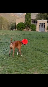 Why boxer dogs are weirdos! #boxerdog #goodboy #boxer | Bobby from the bin