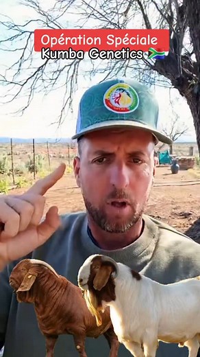 La remise des animaux ce fera par ordre d'arrivée dans la liste de commande. Tous les animaux seront de qualité équivalente ! Mais avoir le choix est un luxe a votre portée, c'est a vous d'activité la procédure d'inscription et de validation de votre commande. Tel: 221783056666 | Steven Moussa Baykat Xosslouman