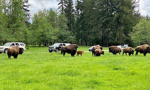 Wild Drive: Tour in Your Own Car | Visit Rainier