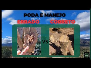Como Fazer a Poda do Pé de Urucum? - Forma Correta