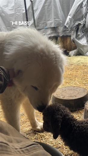 @redfalconranch on Instagram: "What a special moment when the baby meets his fierce fluffy guardian dog 🐻‍❄️ Here we have Livestock Guardian dog Sven meeting baby Vosges for the first time this morning. Sven LOVES babies but always struggles controlling his excitement. And often the moms aren’t very nice about sharing their kids. But Sven was SO EXCITED to meet the “first” kid of the season 🤗 Thankfully Alsace was kind enough to let him sniff her baby and Vosges was quite brave w