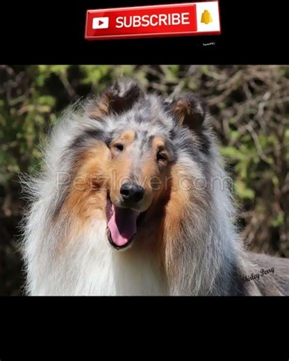 🐶 Ethically Raised Collie Puppies – Smart, Gentle & Family Ready! 🌿💛