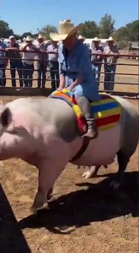 This Pig Rodeo Is Wild and Hilarious!