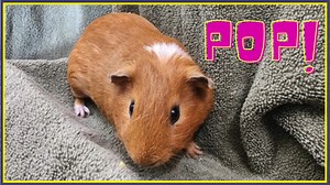 🌟🐹 Unleash the superhero cuteness! The Fantastic Furball Five is not just here to save your fridge but to find their loving new homes too! 🐾🏠 Meet our adorable guinea pig superheroes: Pop, Bang, Bam, Zap, and Crash! 🦸‍♂️🦸‍♀️ They're on a mission to save your fridge from veggie overload and steal your heart in the process! 💚🥦 💖 Join forces with these adoptable cuties! Pop's lettuce levitation, Bang's tomato talents, Bam's broccoli brilliance, Zap's cucumber control, and Crash's cauliflow