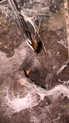 Tarantula Care Tips for Exotic Pet Enthusiasts