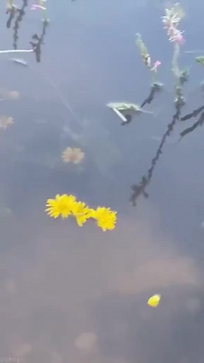 #frogtok #toad #frog #toadtok