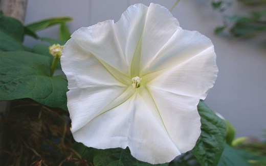 Awaken Your Patio with This Magical Night-Blooming Vine That Smells Amazing