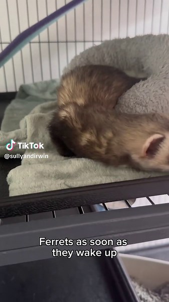 Adorable Ferrets Taking Their Nap