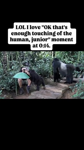 79K views · 11K reactions | How Much to Tip Gorilla Trekking in...